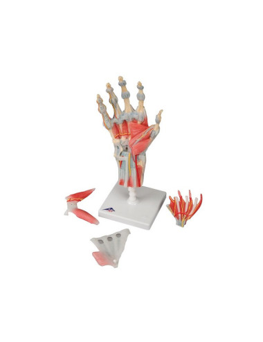 Modèle articulation anatomique de la main