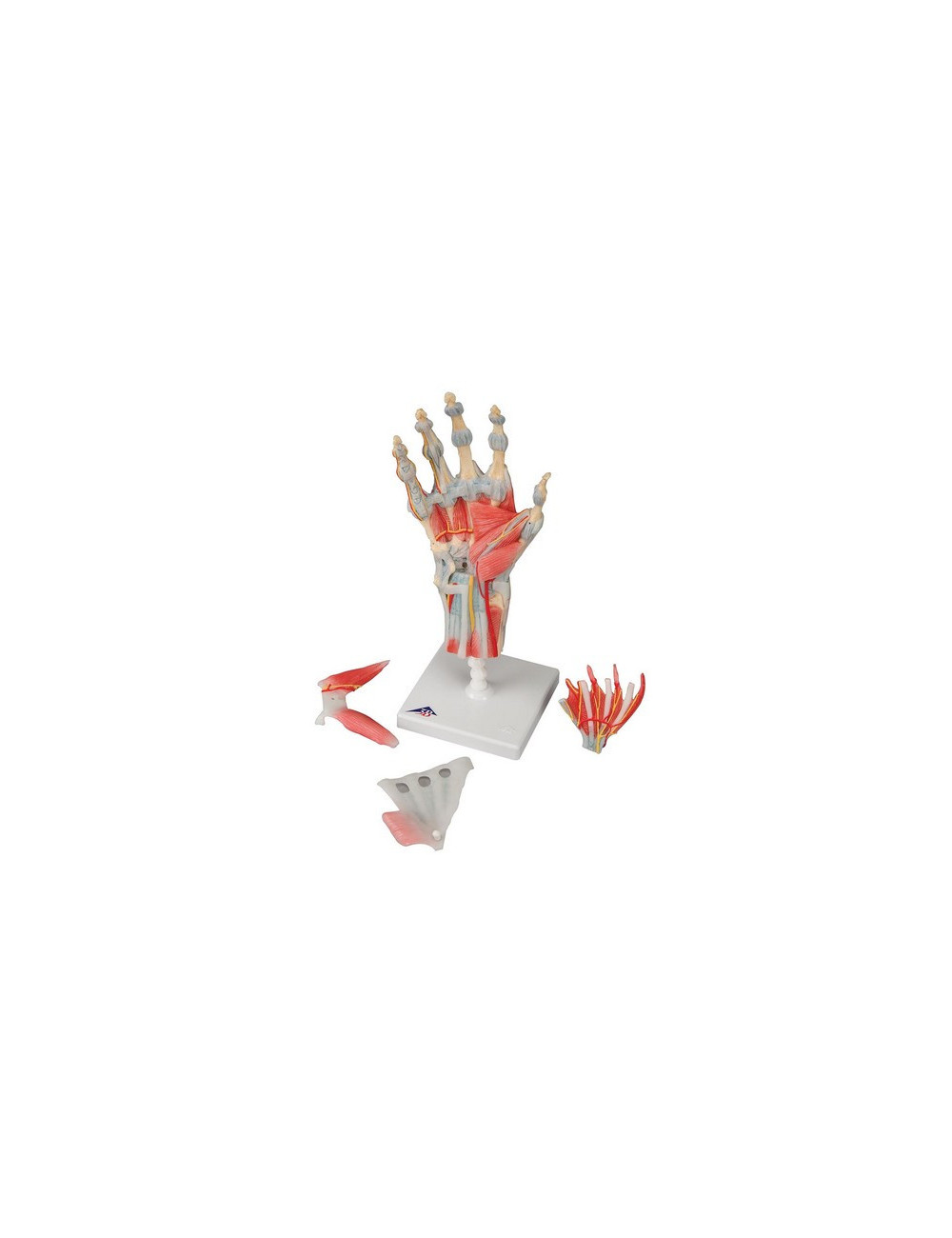 Modèle articulation anatomique de la main